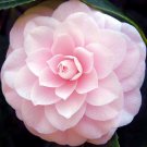 Double Camelis Balsamina Mixed 100 Seeds