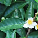 Black & Green Tea Camellia Sinensis 5 Seeds