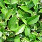 Black & Green Tea Camellia Sinensis 5 Seeds