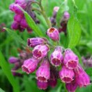 Comphrey Symphytum Officinale Purple 10 Seeds