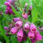 Comphrey Symphytum Officinale Purple 10 Seeds