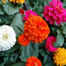 Zinnia Giant California Mixed Color 500 Seeds