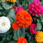 Zinnia Giant California Mixed Color 500 Seeds