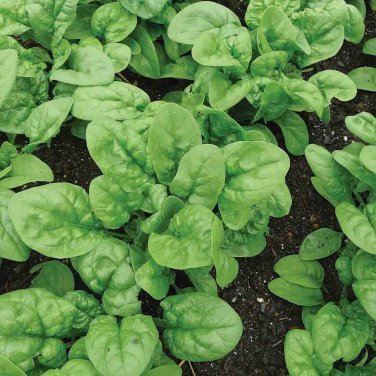 SPINACH NON-GMO 15 Fresh Seeds