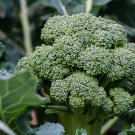 BROCCOLI NON-GMO 20 Fresh Seeds