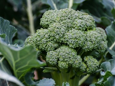 BROCCOLI NON-GMO 20 Fresh Seeds