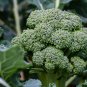 BROCCOLI NON-GMO 20 Fresh Seeds