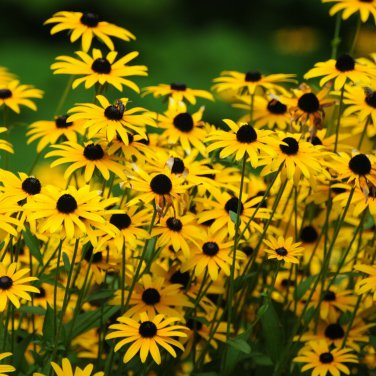 Black Eye Susan Yellow Daisy 25 Fresh Seeds