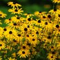Black Eye Susan Yellow Daisy 25 Fresh Seeds