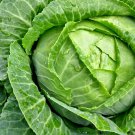 CABBAGE NON-GMO 15 Fresh Seeds