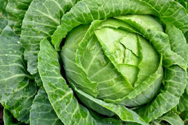 CABBAGE NON-GMO 15 Fresh Seeds