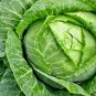 CABBAGE NON-GMO 15 Fresh Seeds