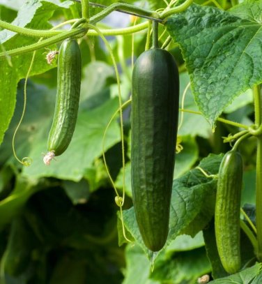 CUCUMBER NON-GMO 10 Fresh Seeds