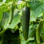 CUCUMBER NON-GMO 10 Fresh Seeds