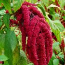LOVE LIES BLEEDING Red 20 Fresh Seeds
