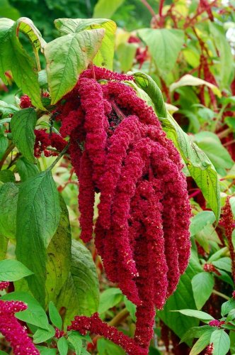 LOVE LIES BLEEDING Red 20 Fresh Seeds