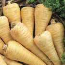 PARSNIP NON-GMO 20 Fresh Seeds