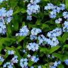 FORGET ME NOT Blue 20 Fresh Seeds