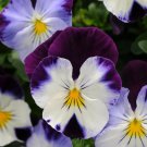 PANSY Purple Yellow Mix 15 Fresh Seeds