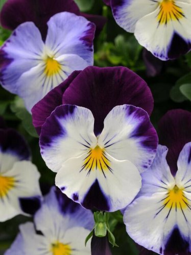 PANSY Purple Yellow Mix 15 Fresh Seeds
