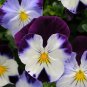 PANSY Purple Yellow Mix 15 Fresh Seeds