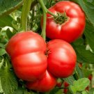 TOMATO ACER NON-GMO 10 Fresh Seeds