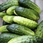PICKLING CUKE NON-GMO 10 Fresh Seeds
