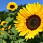 SUNFLOWER Yellow 10 Fresh Seeds