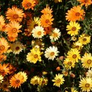 AFRICAN DAISY Orange Yellow 15 Fresh Seeds