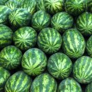 WATERMELON NON-GMO 5 Fresh Seeds