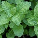 MINT HERB 10 Fresh Seeds