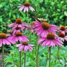 CONEFLOWER Purple 20 Fresh Seeds