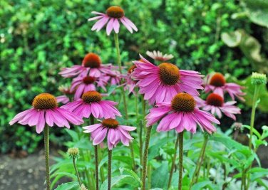 CONEFLOWER Purple 20 Fresh Seeds