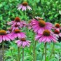 CONEFLOWER Purple 20 Fresh Seeds