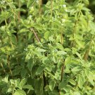 OREGANO HERB 20 Fresh Seeds