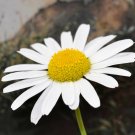 SHASTA WHITE DAISY 20 Fresh Seeds