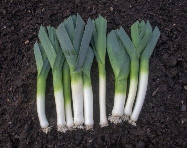 LEEK NON-GMO 8 Fresh Seeds