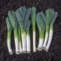 LEEK NON-GMO 8 Fresh Seeds