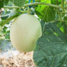 HONEYDEW MELON NON-GMO 5 Fresh Seeds