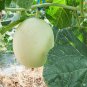 HONEYDEW MELON NON-GMO 5 Fresh Seeds