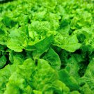 LETTUCE NON-GMO 20 Fresh Seeds