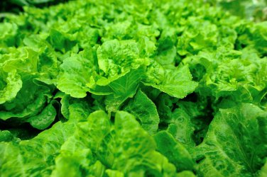 LETTUCE NON-GMO 20 Fresh Seeds
