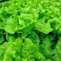 LETTUCE NON-GMO 20 Fresh Seeds