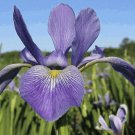 WILD BLUE IRIS 5 Fresh Seeds