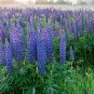 LUPINE Purple 10 Fresh Seeds