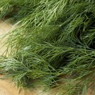 DILL HERB 20 Fresh Seeds