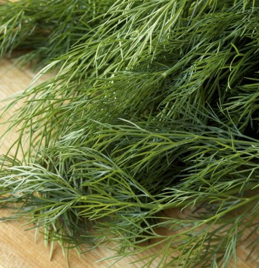 DILL HERB 20 Fresh Seeds