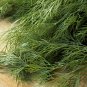 DILL HERB 20 Fresh Seeds