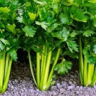 CELERY NON-GMO 20 Fresh Seeds
