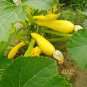 SUMMER SQUASH NON-GMO 10 Fresh Seeds